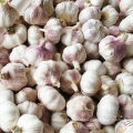 Fresh garlic manufacturer factory from China